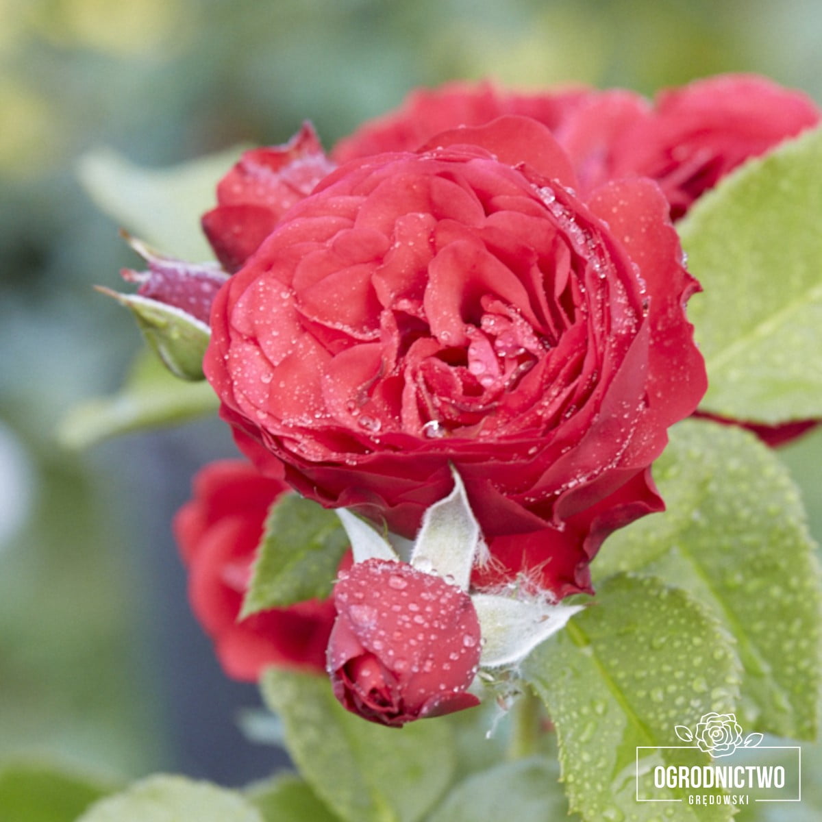 Роза red eden rose фото и описание