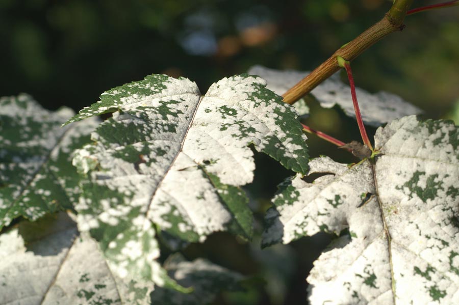 Mączniak prawdziwy a rzekomy liści
