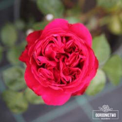 Red Eden Rose®