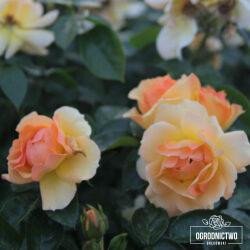 Hansestadt Rostock®